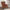 Μπερζέρα - Πολυθρόνα Lizie Megapap υφασμάτινη χρώμα καφέ 78x80x96εκ.